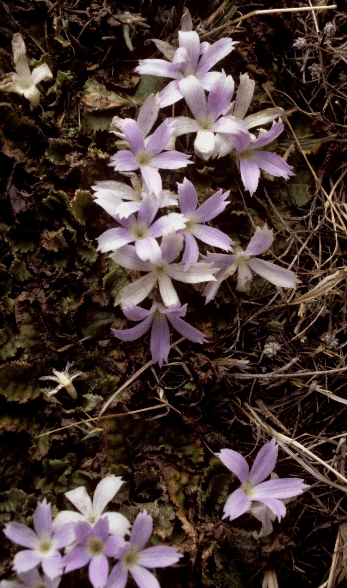 Image of Primula deuteronana Craib