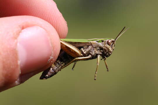 Image of Common green grasshopper