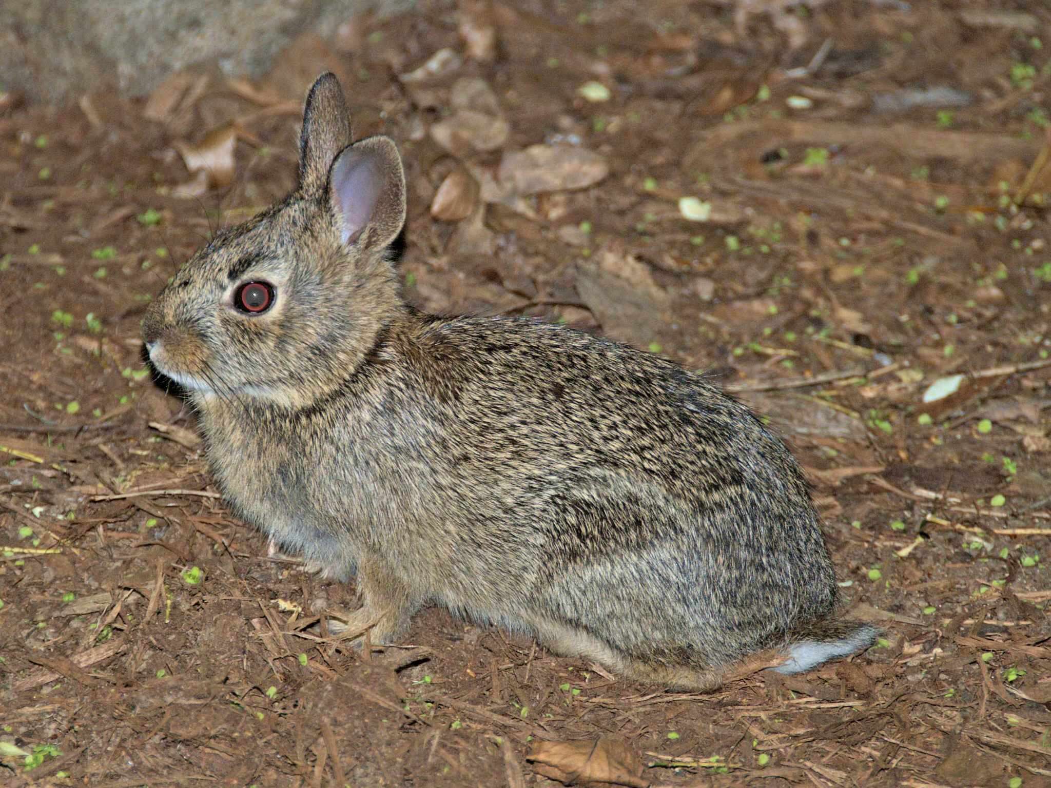 Image of New England Cottontail