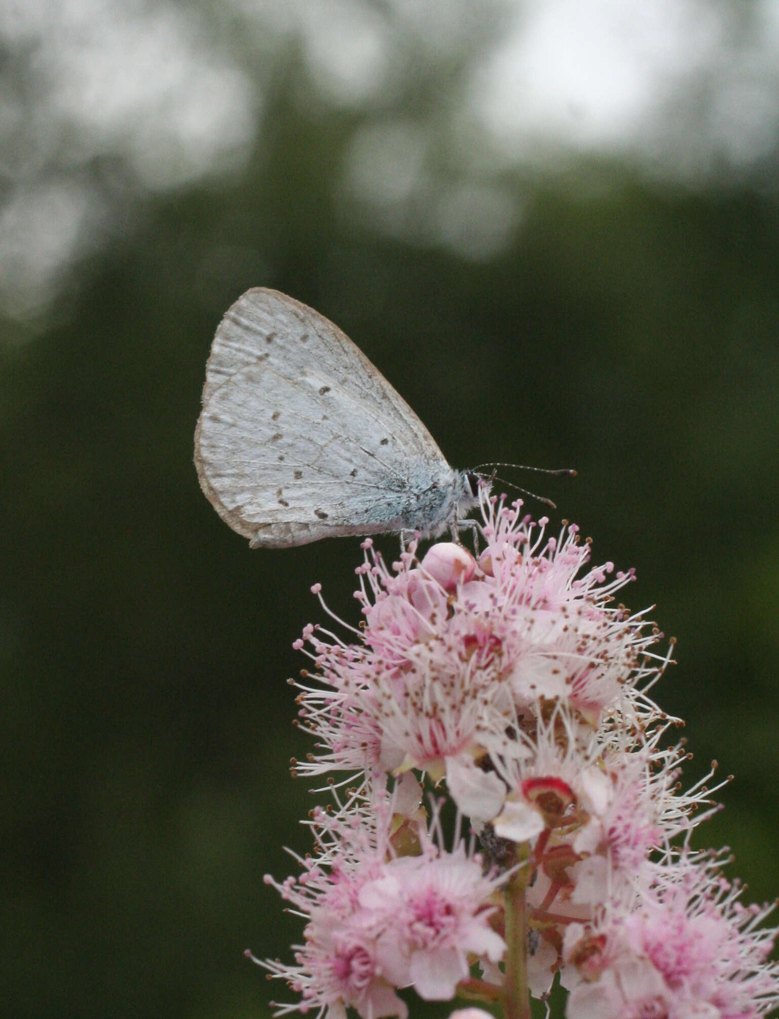 Image of Celastrina argiolus ladonides (De L'Orza 1869)