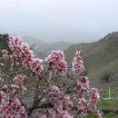 Image de Prunus spinosissima (A. Bunge) Franch.