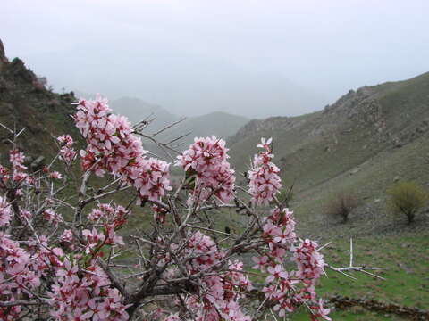 Image de Prunus spinosissima (A. Bunge) Franch.