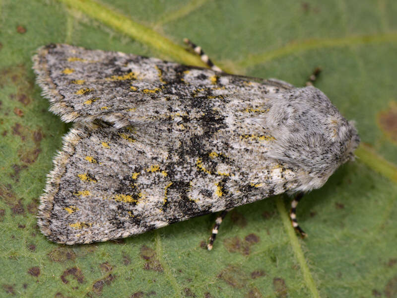 Image de Polymixis xanthomista Hübner 1819