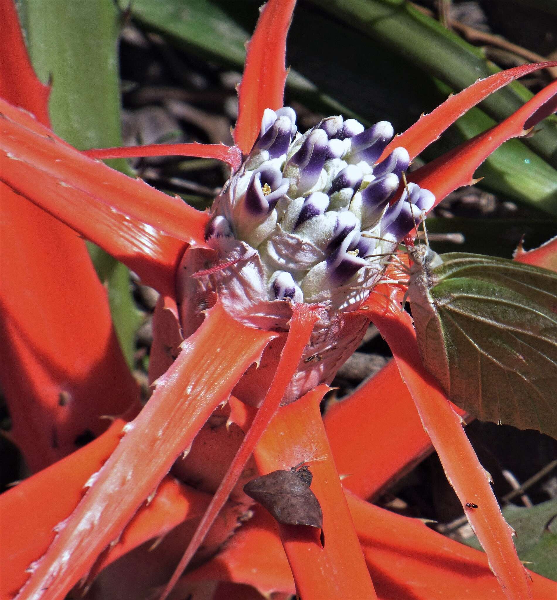 Bromelia serra Griseb.的圖片