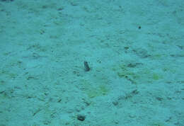 Image of Brown Garden Eel