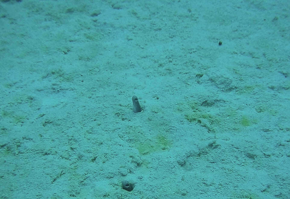 Image of Brown Garden Eel