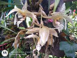 Image of Stanhopea oculata (Lodd.) Lindl.