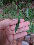 Image of stemless ironweed