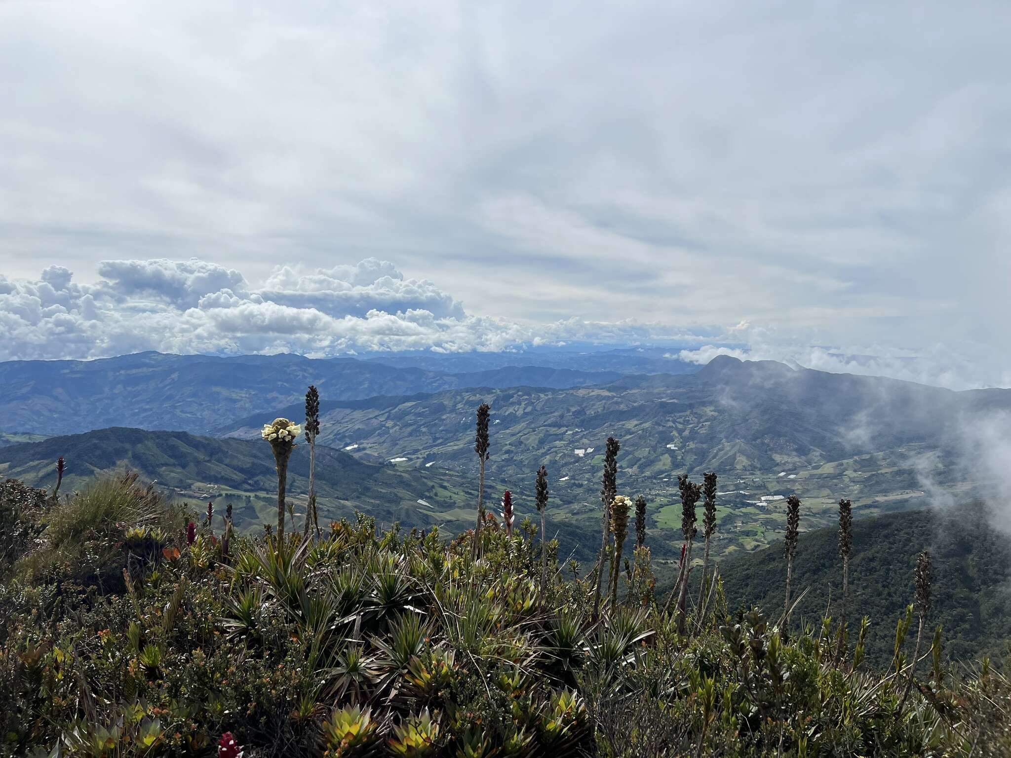 Imagem de Puya ochroleuca Betancur & Callejas