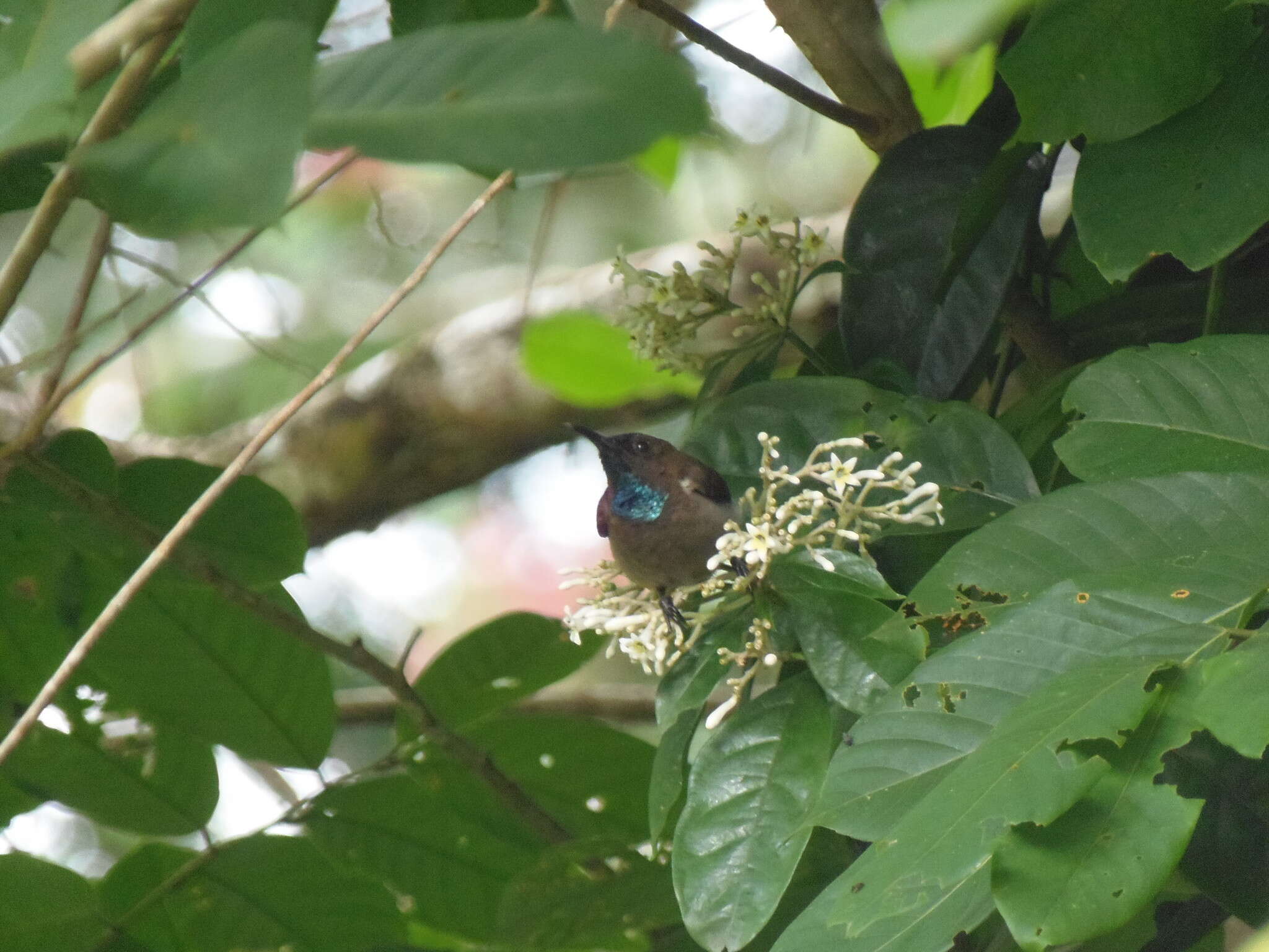 Image of Blue-throated Brown Sunbird