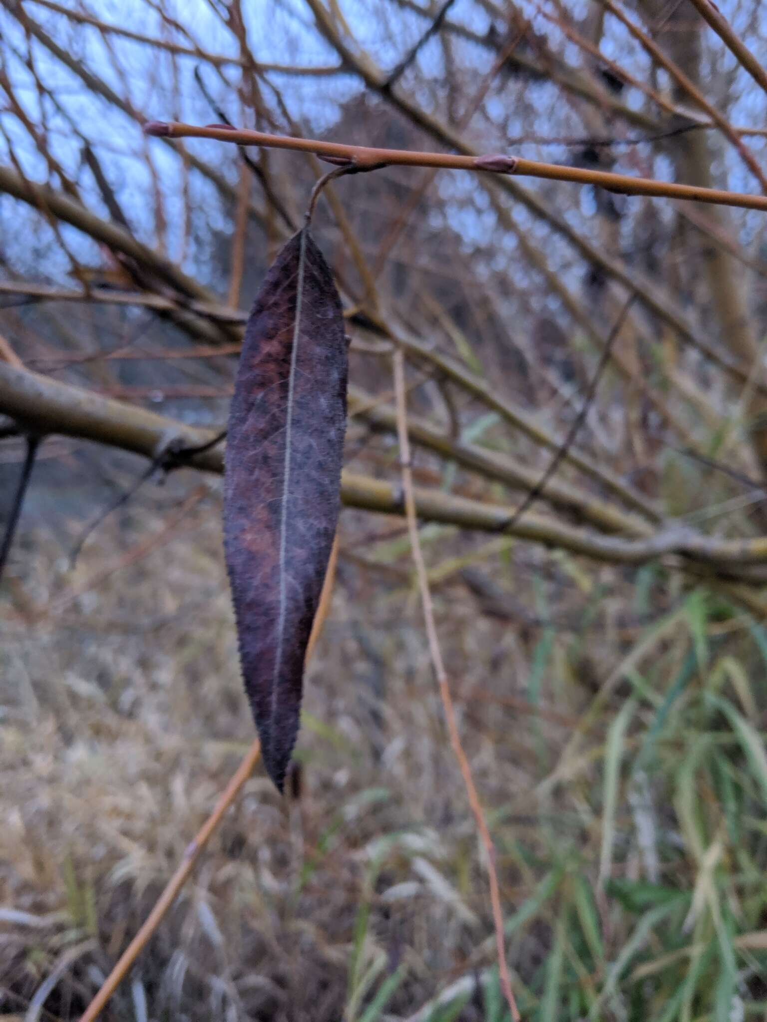 Sivun Salix lucida subsp. lasiandra (Benth.) G. W. Argus kuva