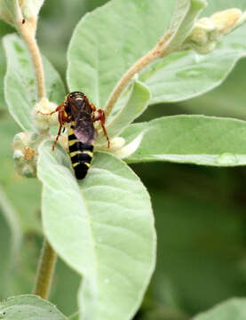 Image of Myzinum maculatum (Fabricius 1793)