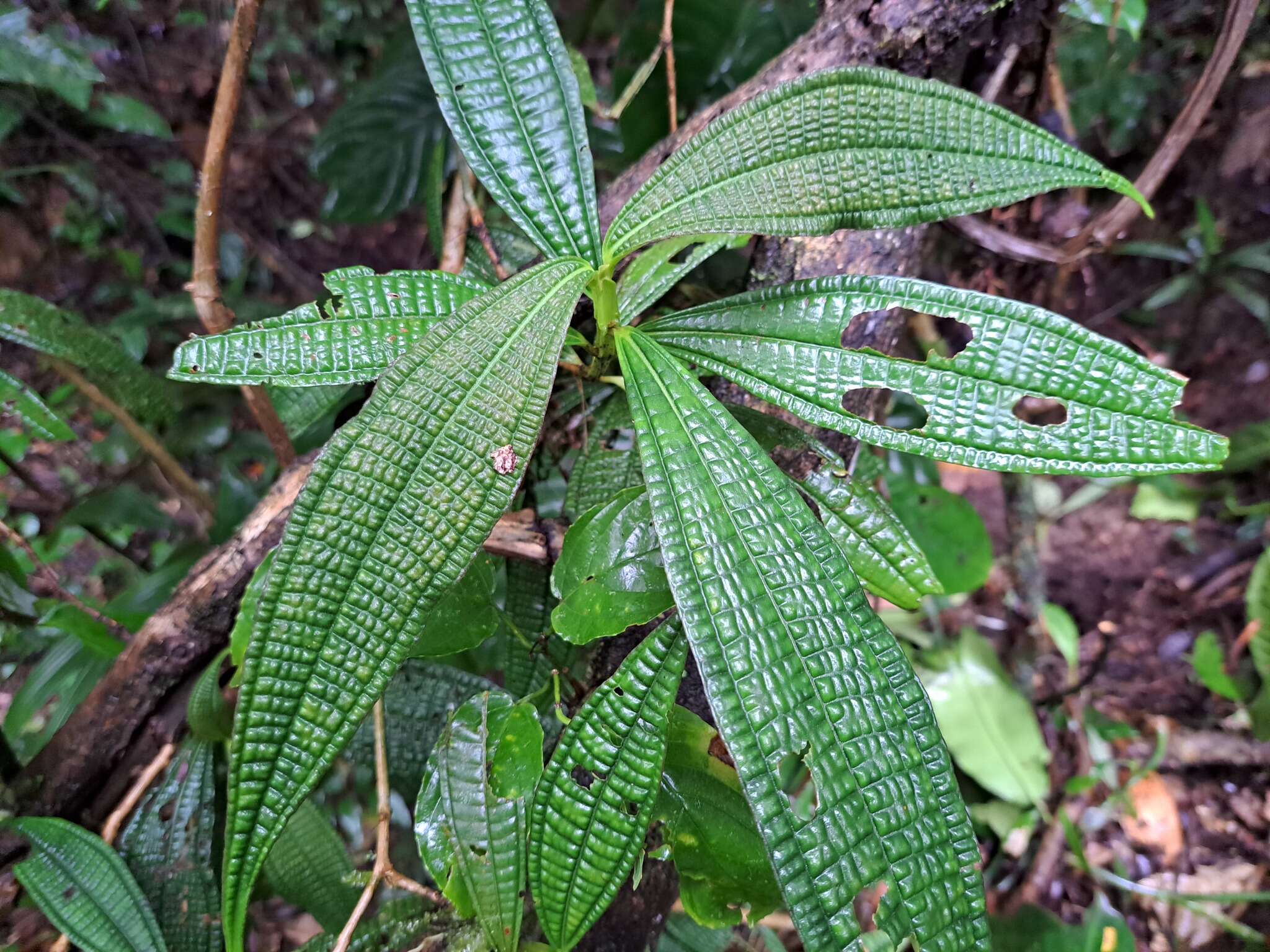 Image of Miconia triplinervis Ruiz & Pav.