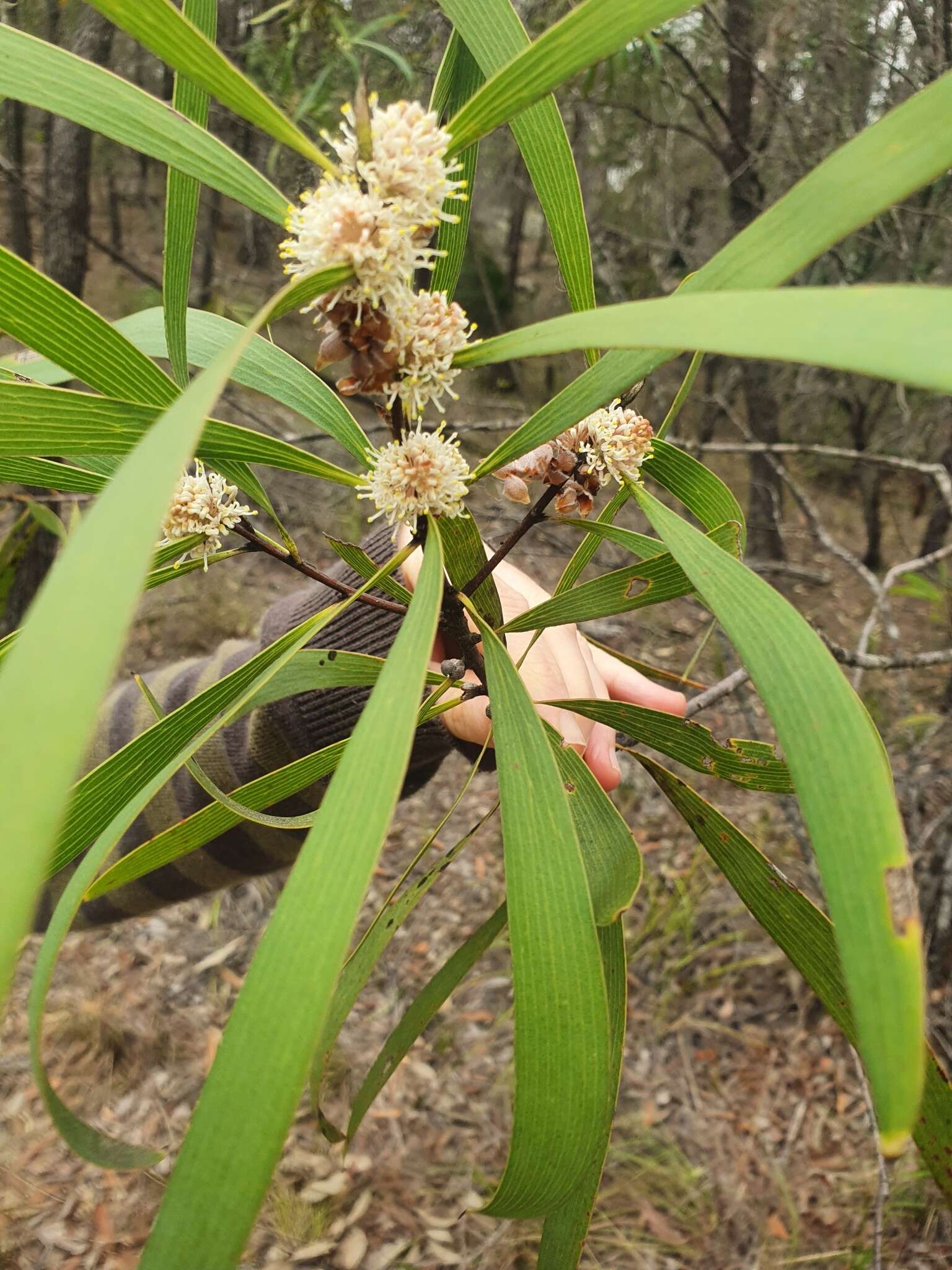 Image of Hakea benthamii I. M. Turner