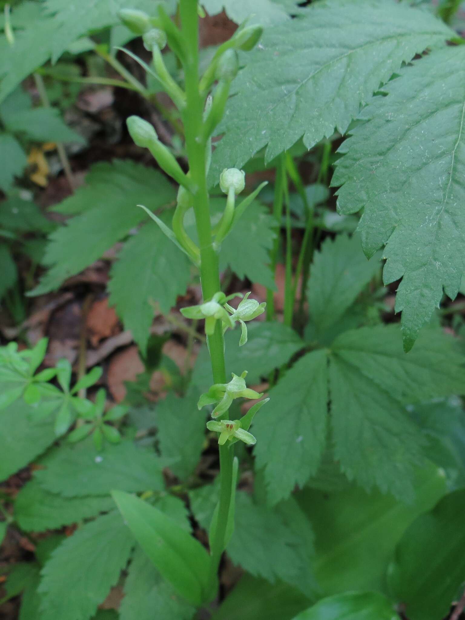 Plancia ëd Platanthera ussuriensis (Regel) Maxim.