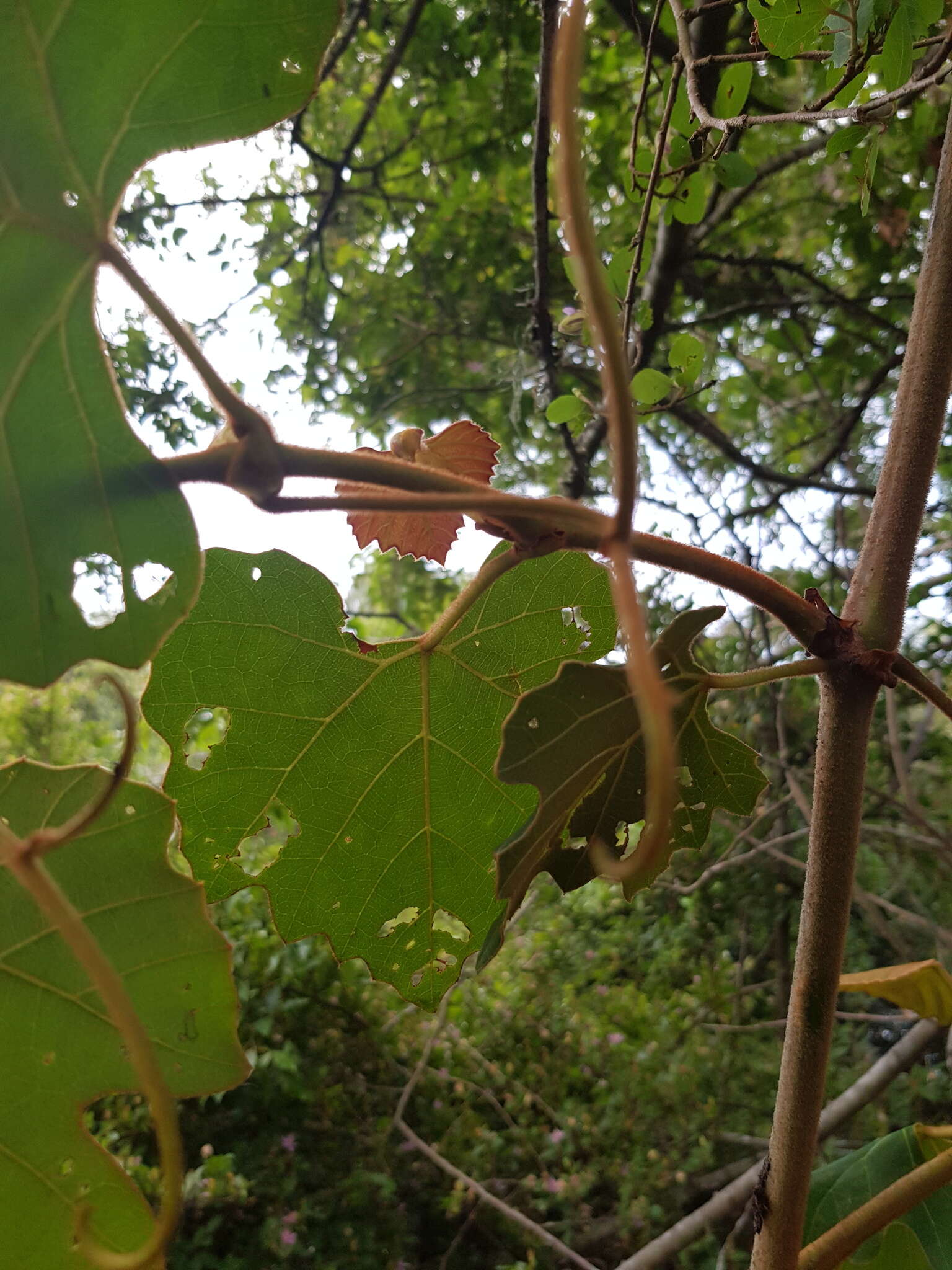 Image of Forest grape