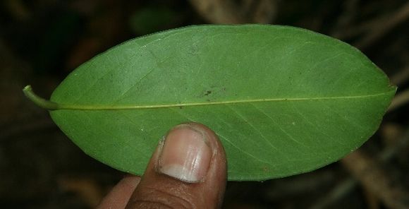 Sivun <i>Actinostemon caribaeus</i> Griseb. kuva