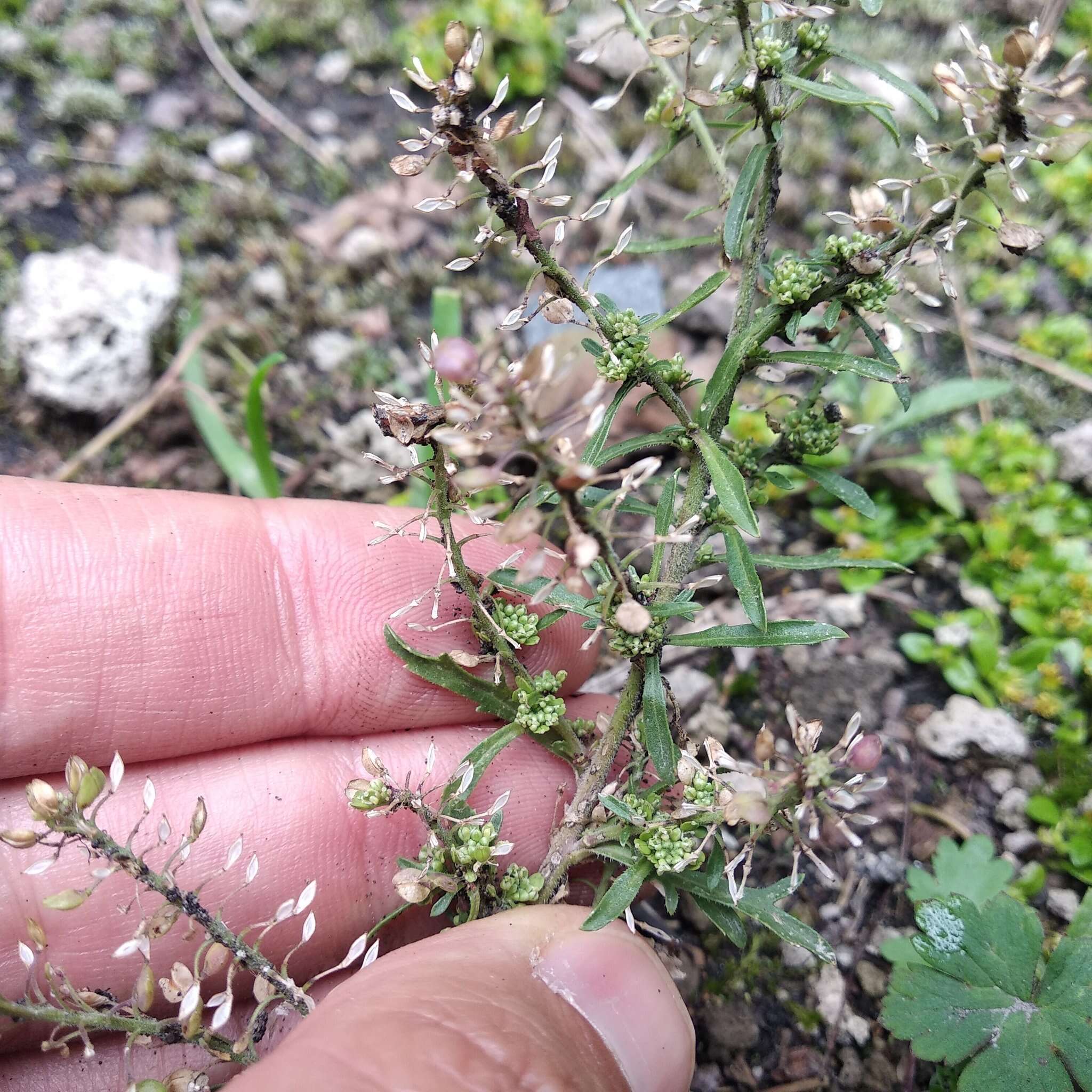 Image of Lepidium schaffneri Thell.