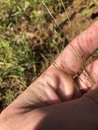 Image of puffsheath dropseed