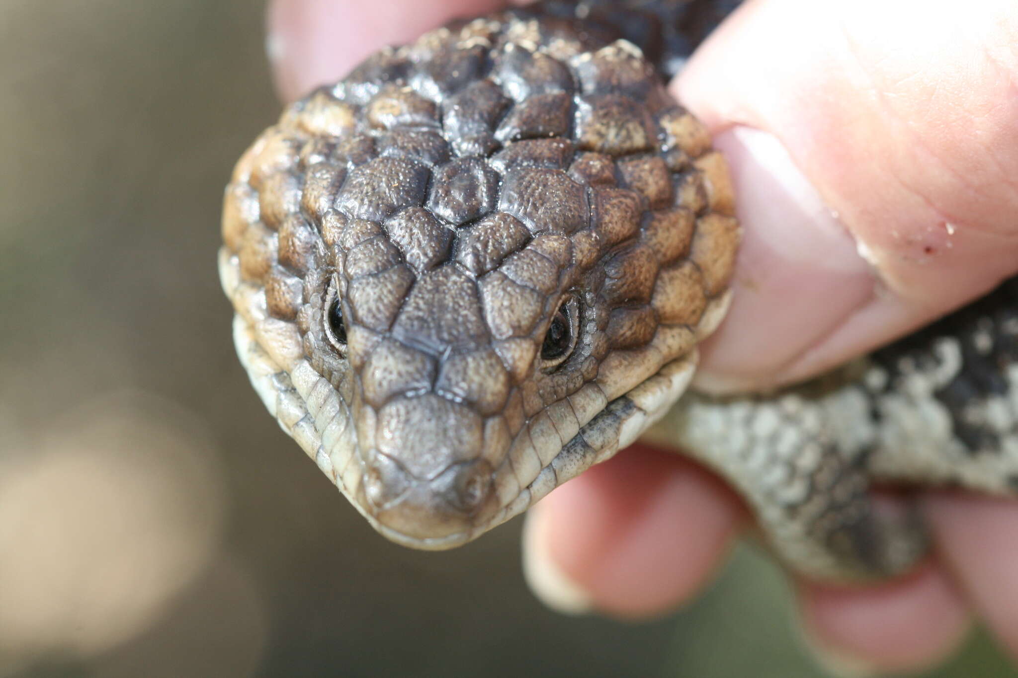 Image of Tiliqua rugosa rugosa Gray 1825