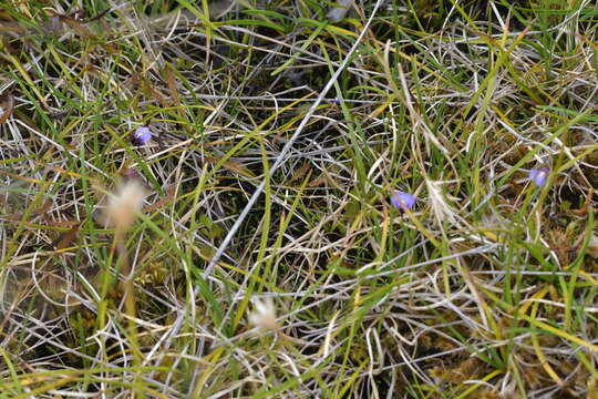 Image of Utricularia dichotoma subsp. novae-zelandiae