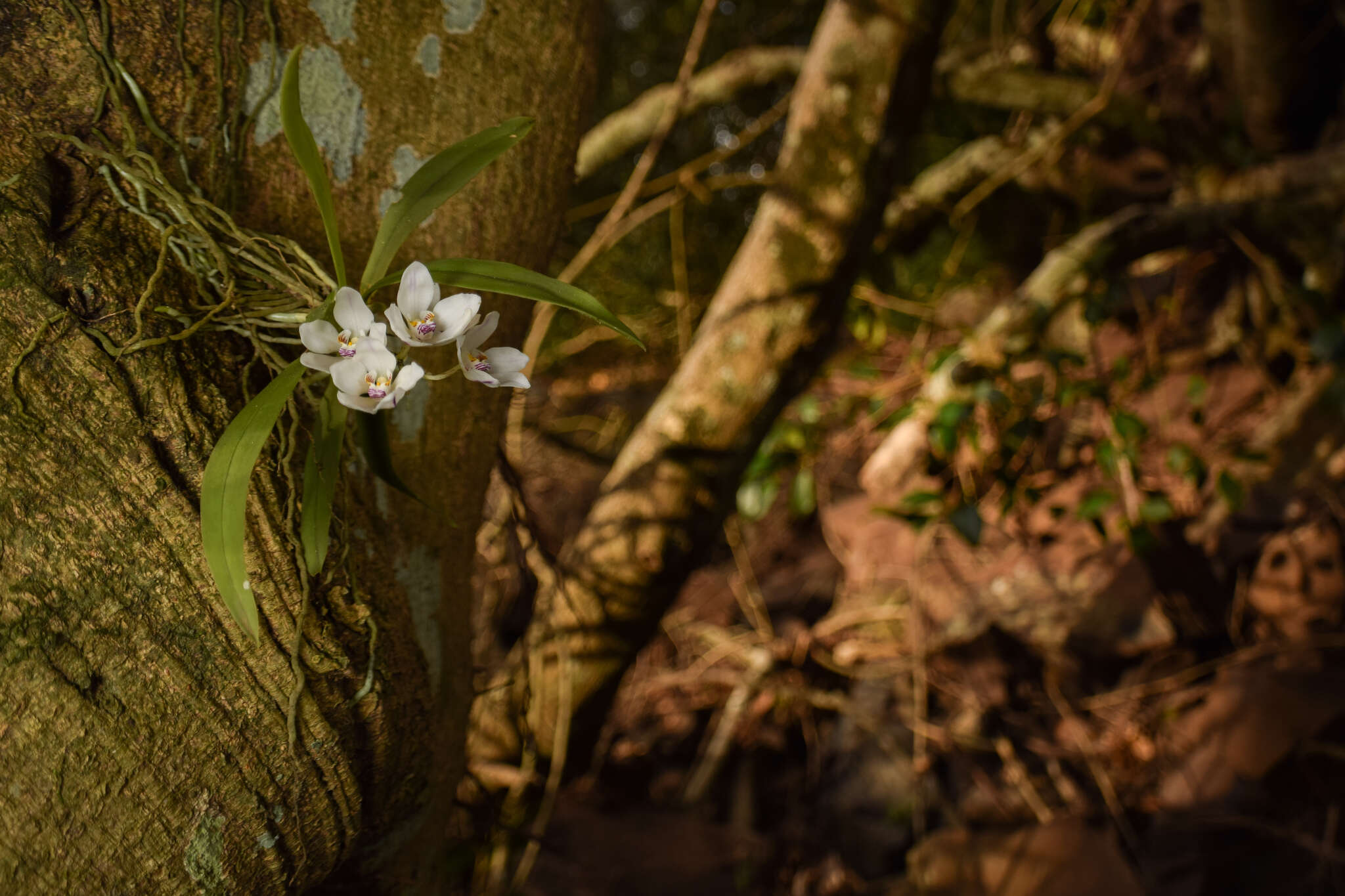 Image of Orange blossom orchid