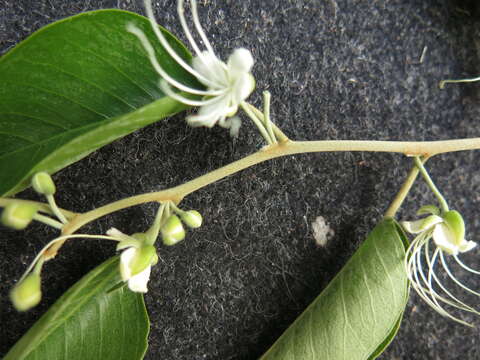 Image de Capparis quiniflora DC.