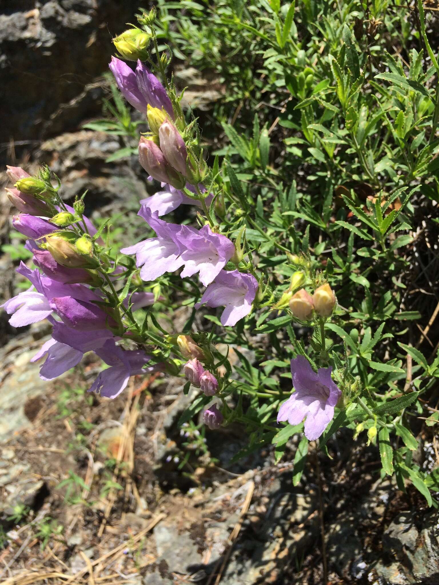 Слика од Penstemon fruticosus (Pursh) Greene