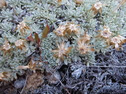 Image of Argyrotegium nitidulum (Hook. fil.) J. M. Ward & Breitw.