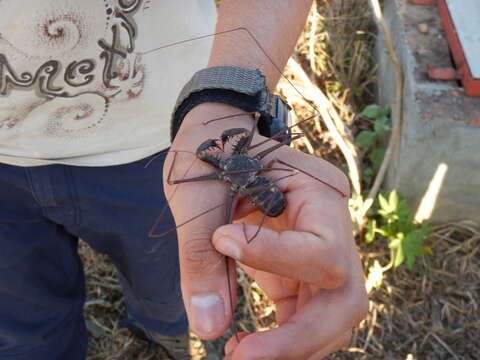 Imagem de Acanthophrynus coronatus (Butler 1873)