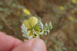 Слика од Tribulus macropterus var. arabicus (Hosni) F. Al-Hemaid & Jacob Thomas