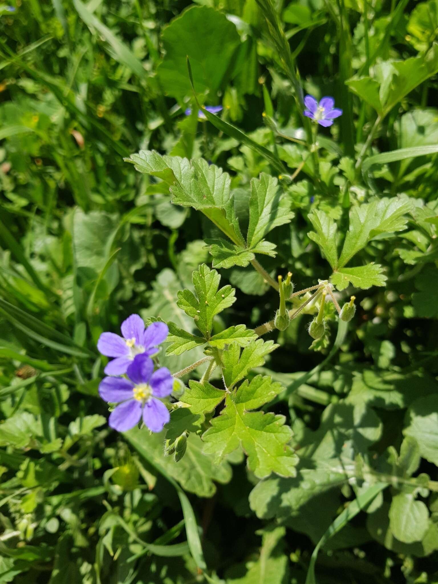 Слика од Erodium crinitum Carolin