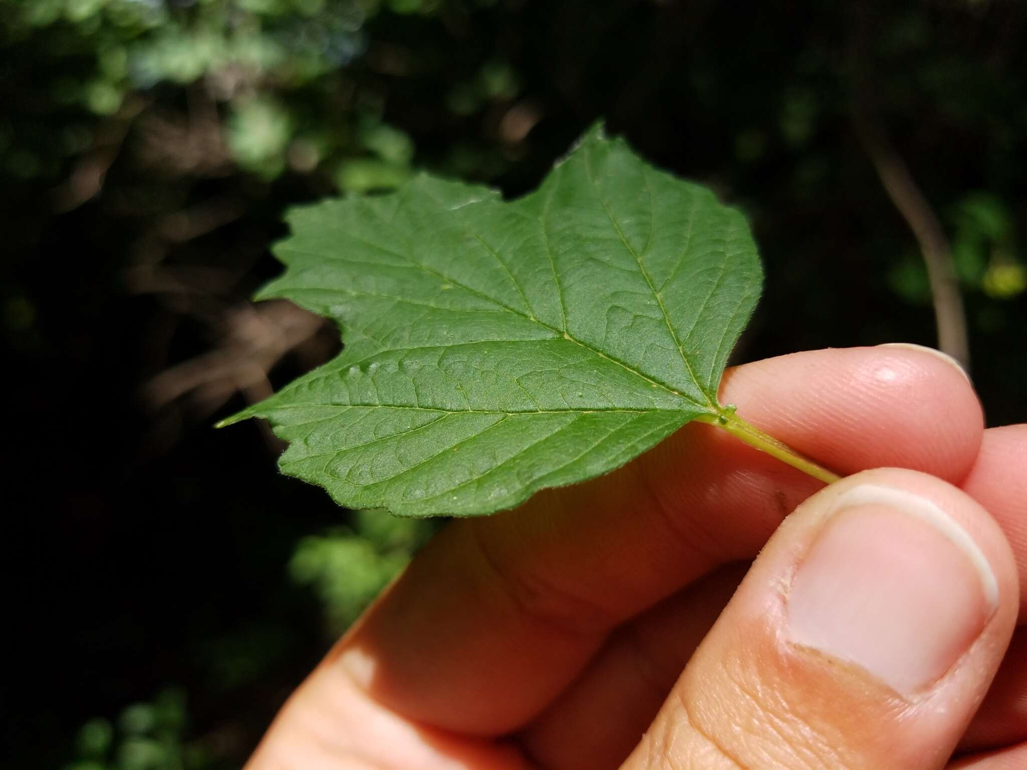 Image of Viburnum opulus var. opulus