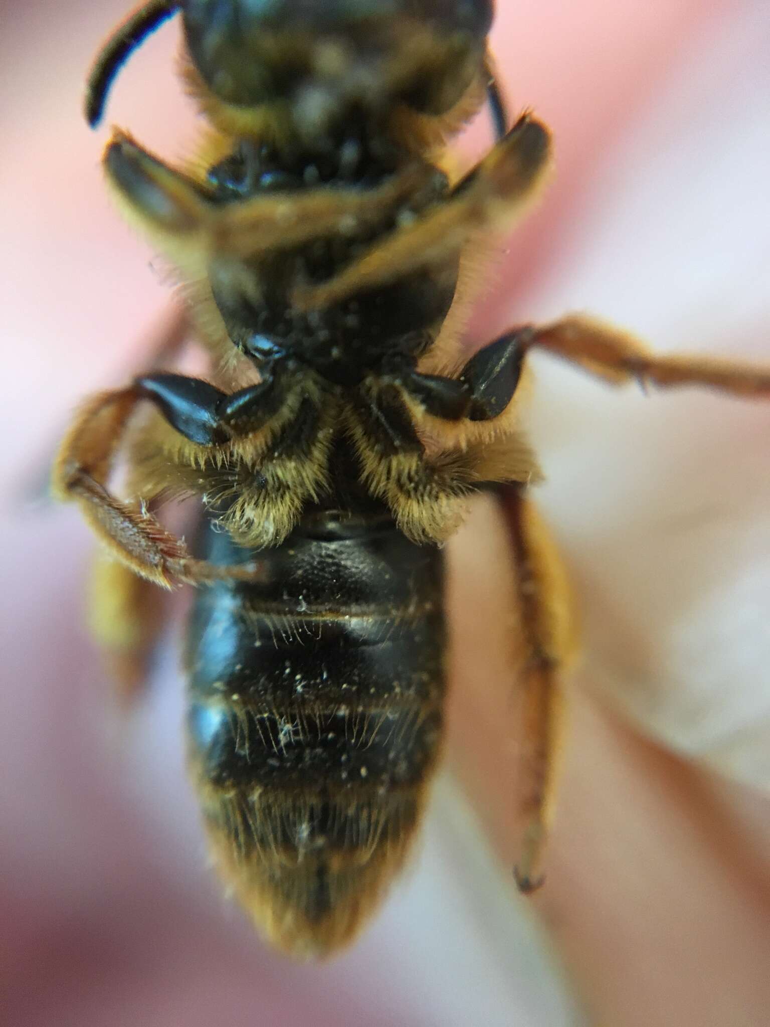 Image of Dusky-winged Andrena