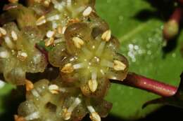 Imagem de Ardisia luquillensis (Britton) Alain