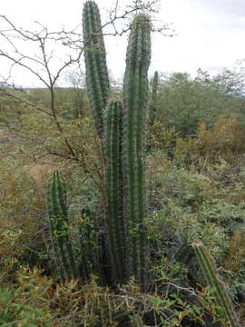 Image de Stenocereus fimbriatus (Lam.) Lourteig