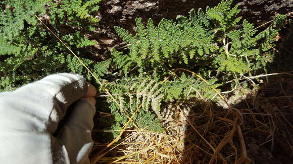 Image of Coville's lipfern