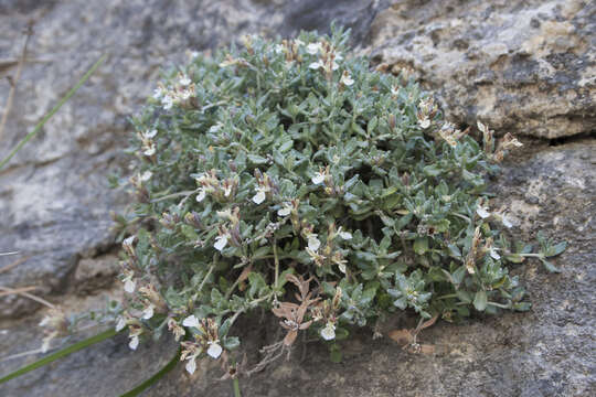 Image of Teucrium thymifolium Schreb.