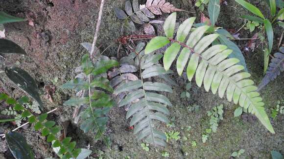 Image of palm fern