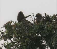 Image of Guinea Baboon