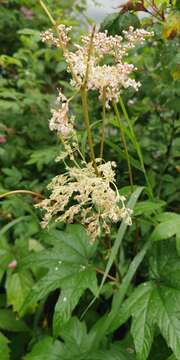 Image of Filipendula palmata (Pall.) Maxim.