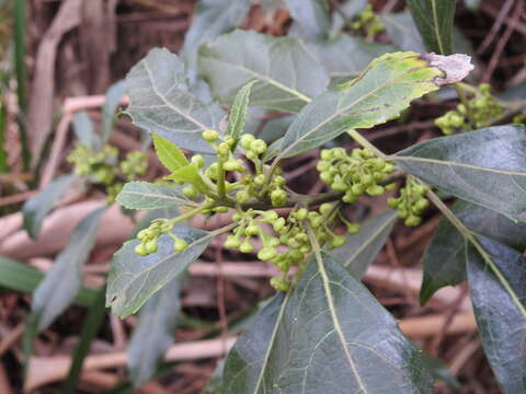 Image of Hedycarya angustifolia A. Cunn.