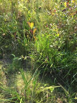 Image of irisleaf yelloweyed grass