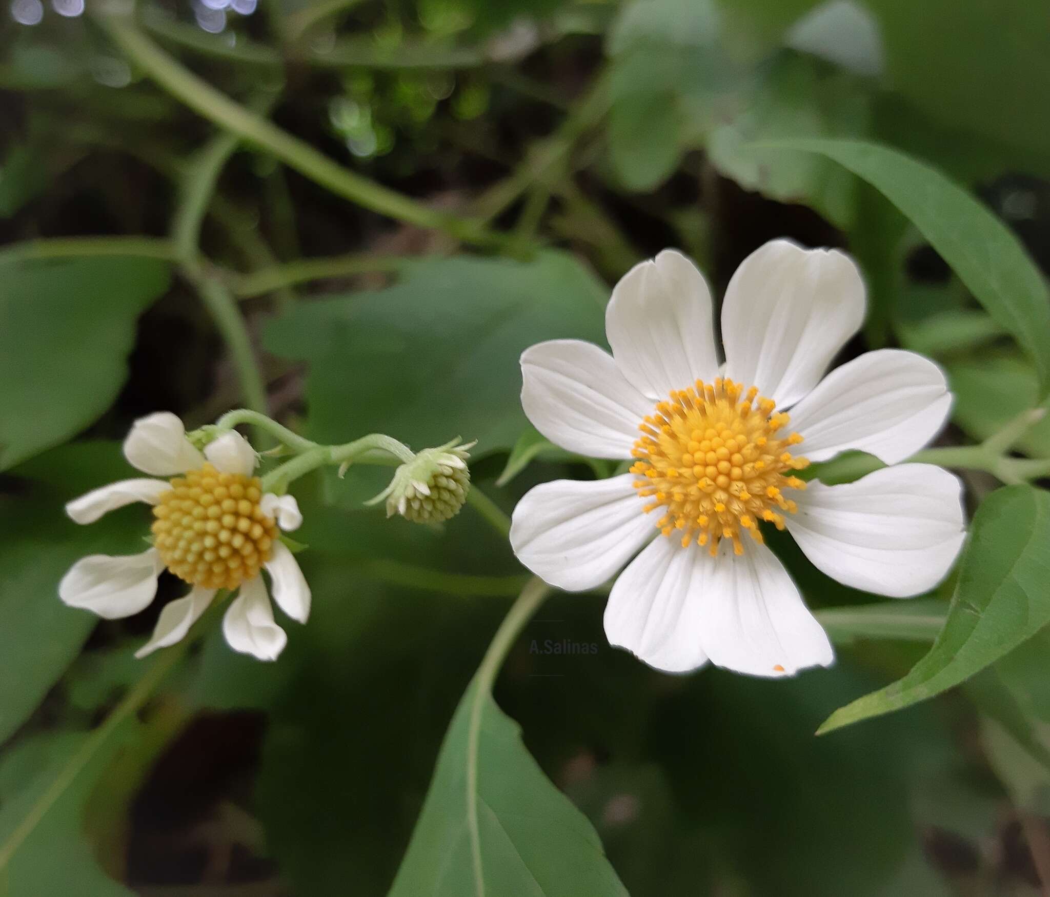 Image de Montanoa hibiscifolia (Benth.) C. Koch