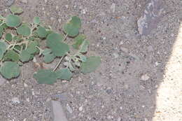 Sivun Croton pottsii var. thermophilus (M. C. Johnst.) M. C. Johnst. kuva