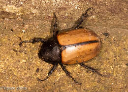 Image of Eupatorus gracilicornis Arrow 1908