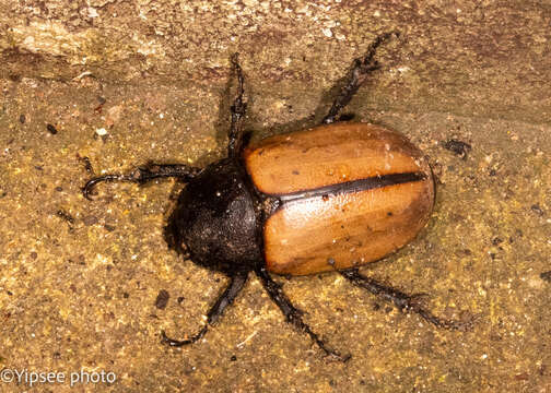 Image of Eupatorus gracilicornis Arrow 1908