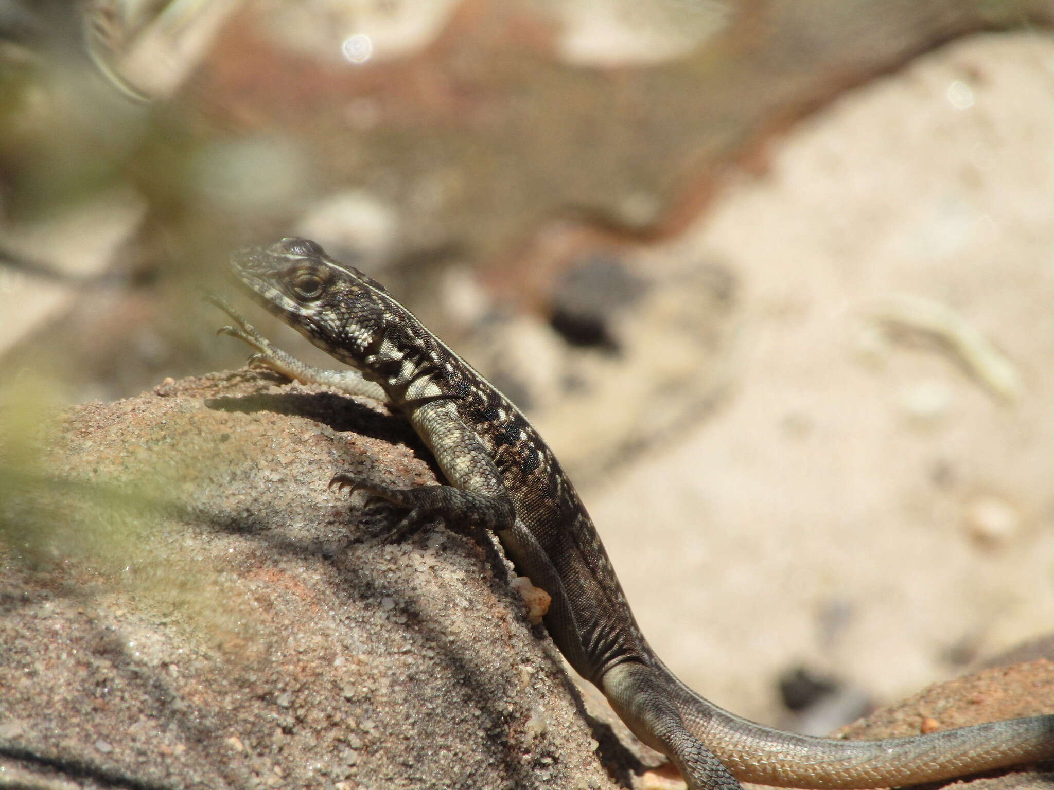 Image of Striped Lava Lizard