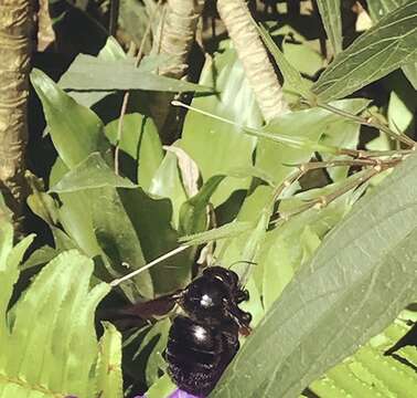 Plancia ëd Xylocopa mordax Smith 1874