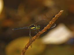 Image of <i>Agrionoptera longitudinalis biserialis</i> Selys 1879